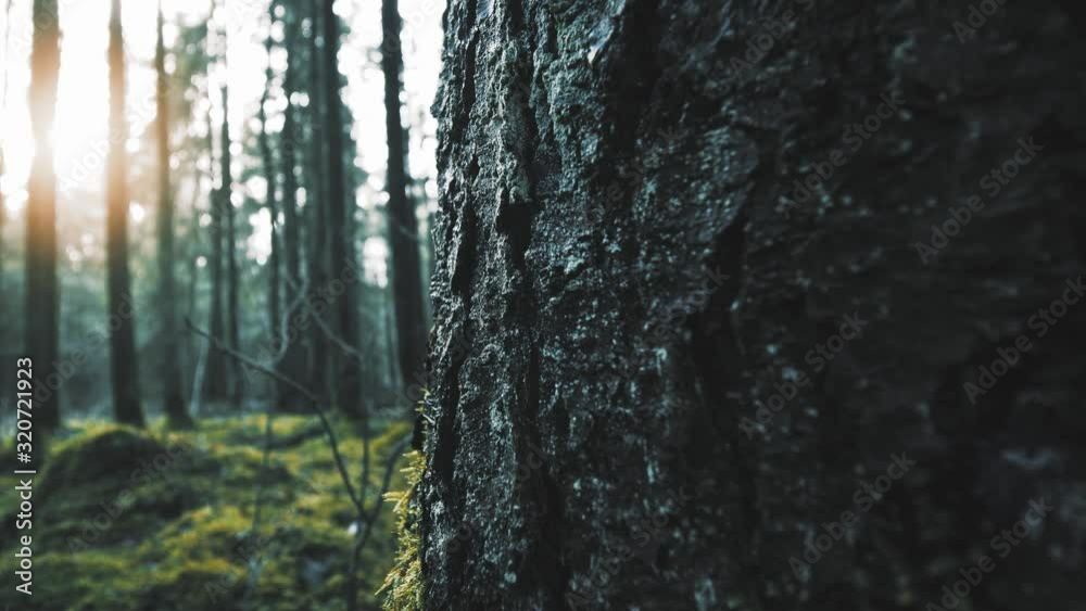 Old mossy forest, slow pan. Evergreen woods Old mossy forest, slow pan. Evergreen woods