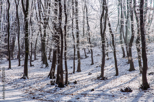 Beautiful frozen trees in winter. Hoarfrost on trees. 