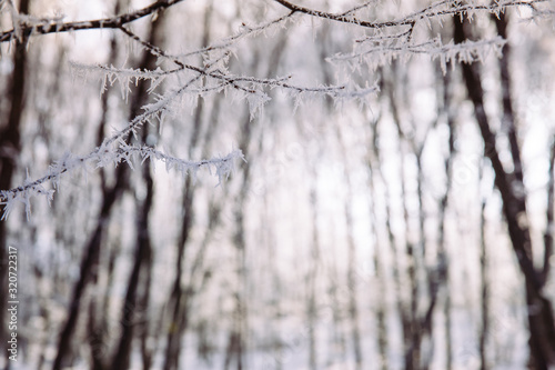 Beautiful frozen trees in winter. Hoarfrost on trees.  © belyaaa