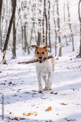 Fototapeta Naklejka Na Ścianę i Meble -  Happy fox terrier in the snow. Fun with a dog in the mountains. Hiking with a dog.