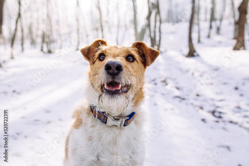 Happy fox terrier in the snow. Fun with a dog in the mountains. Hiking with a dog. © belyaaa