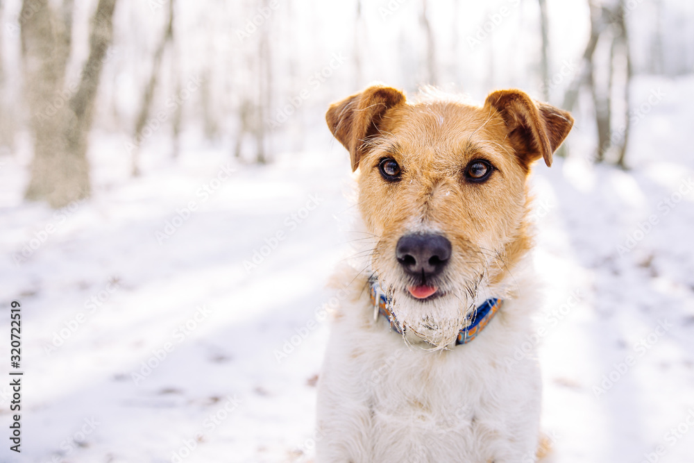 Happy fox terrier in the snow. Fun with a dog in the mountains. Hiking with a dog. Happy fox terrier in the snow. Fun with a dog in the mountains. Hiking with a dog.