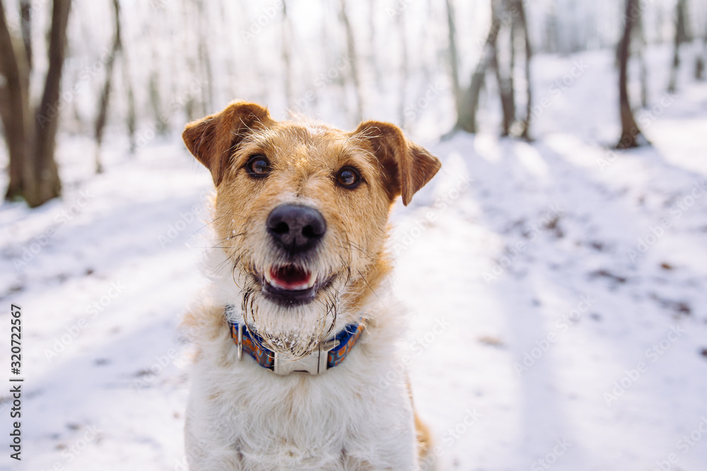 Happy fox terrier in the snow. Fun with a dog in the mountains. Hiking with a dog. Happy fox terrier in the snow. Fun with a dog in the mountains. Hiking with a dog.