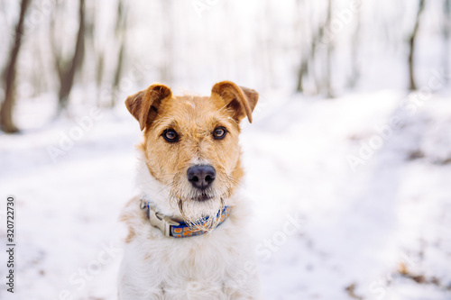 Happy fox terrier in the snow. Fun with a dog in the mountains. Hiking with a dog.