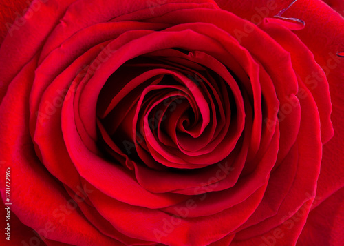 Fototapeta Naklejka Na Ścianę i Meble -  Close-up of red rose. Beautiful flowers backround. Top view.