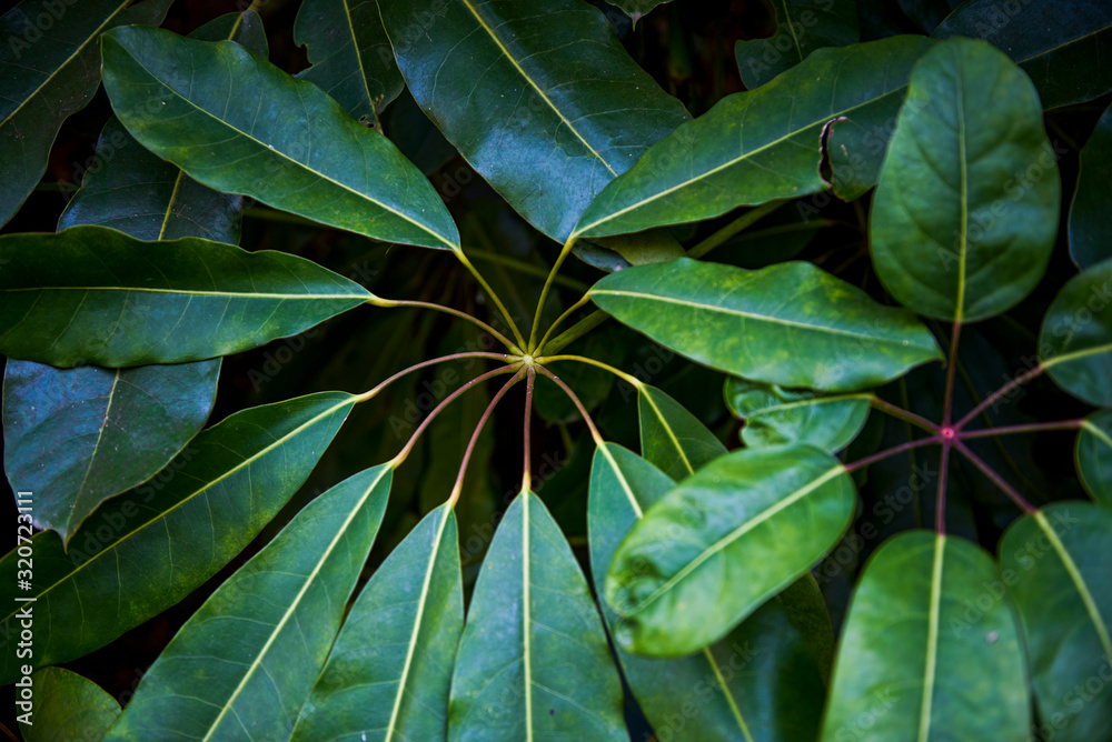 Fototapeta premium Dense circles of green leaves in the park