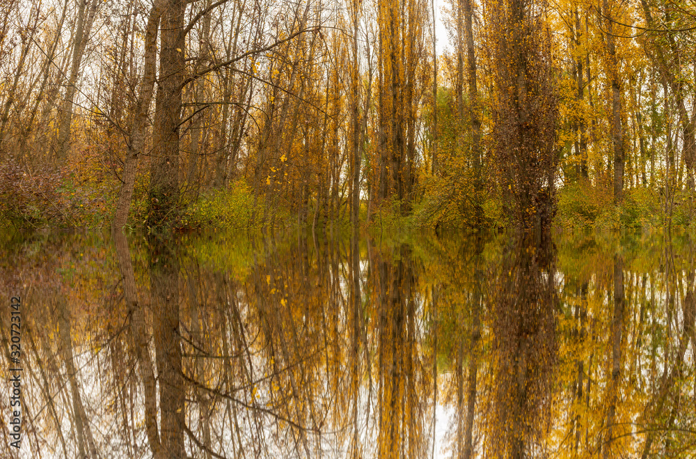 Obraz premium Reflections in the water of some forest trees in autumn