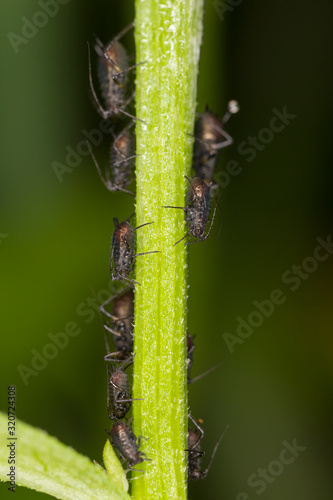 Colony of aphids on the stem of a plant, closeup. Green aphid on the stem, closeup © ihorhvozdetskiy