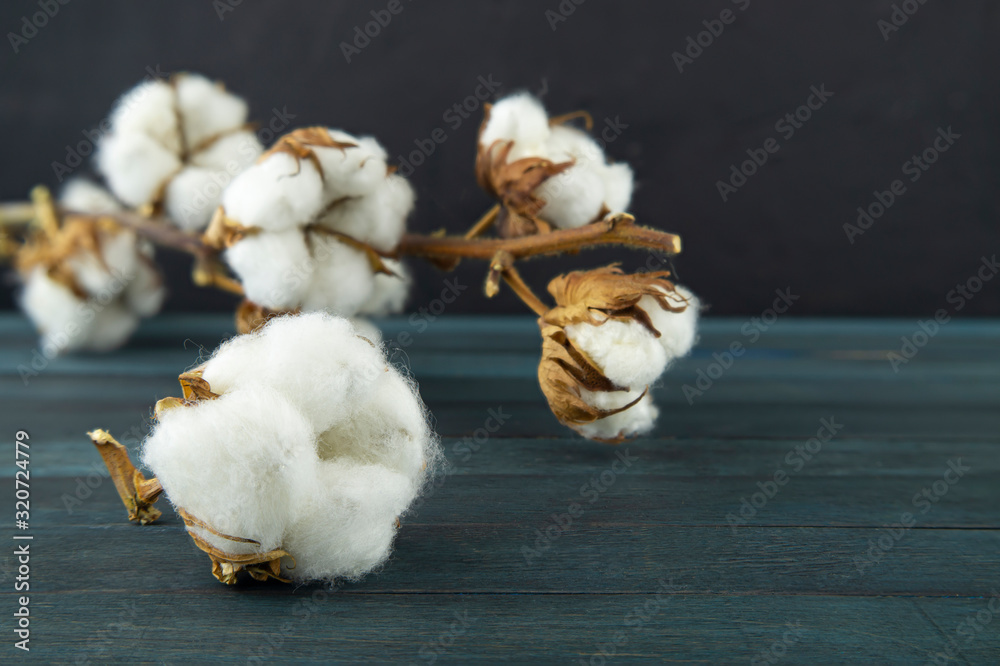 Natural cotton bolls with a branch Natural cotton bolls with a branch