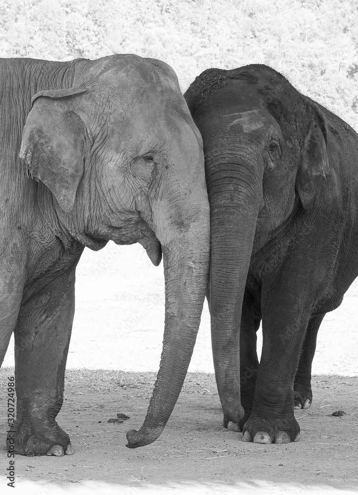 Two elephants face to face
