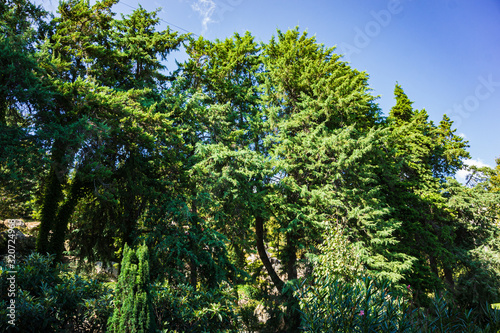 Landscape Park Paradise in Crimea. Original natural beauty of evergreens in sanatorium Aivazovsky in Partenit. Background of Himalayan cedars, atlas cedars and cypress trees in natural sunlight.