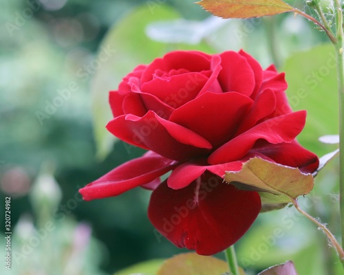 Red fresh rose blooming in a natural environment on a green park background