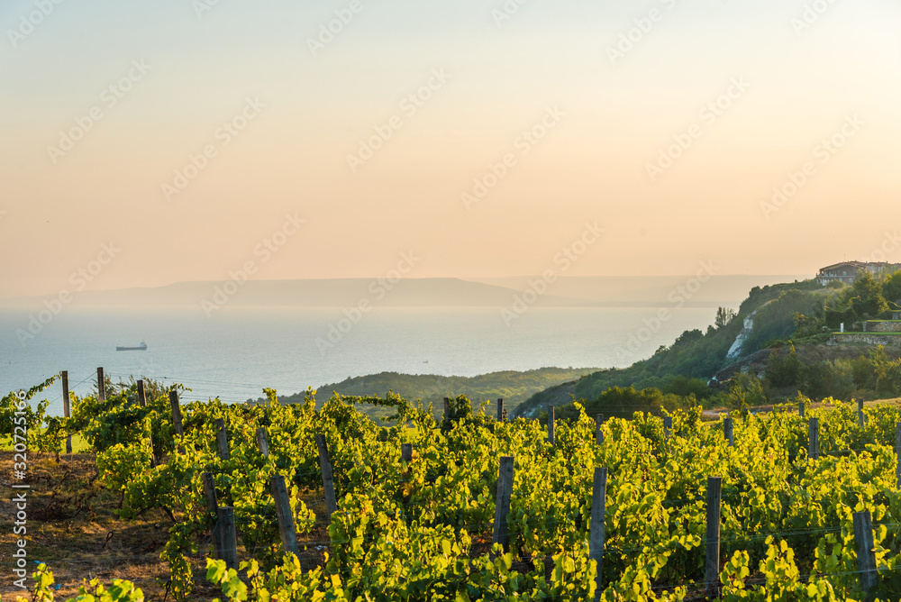 Vineyards at sunset. Agriculture, wine growing. Vineyard near the sea.