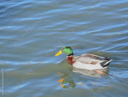 Mallard (Anas platyrhynchos) is a dabbling duck on Fool Hollow Lake in Show Low, Navajo County, Apache Sitgreaves National Forest, Arizona USA photo