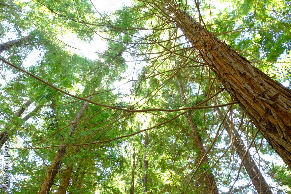Fototapeta premium tree in the forest