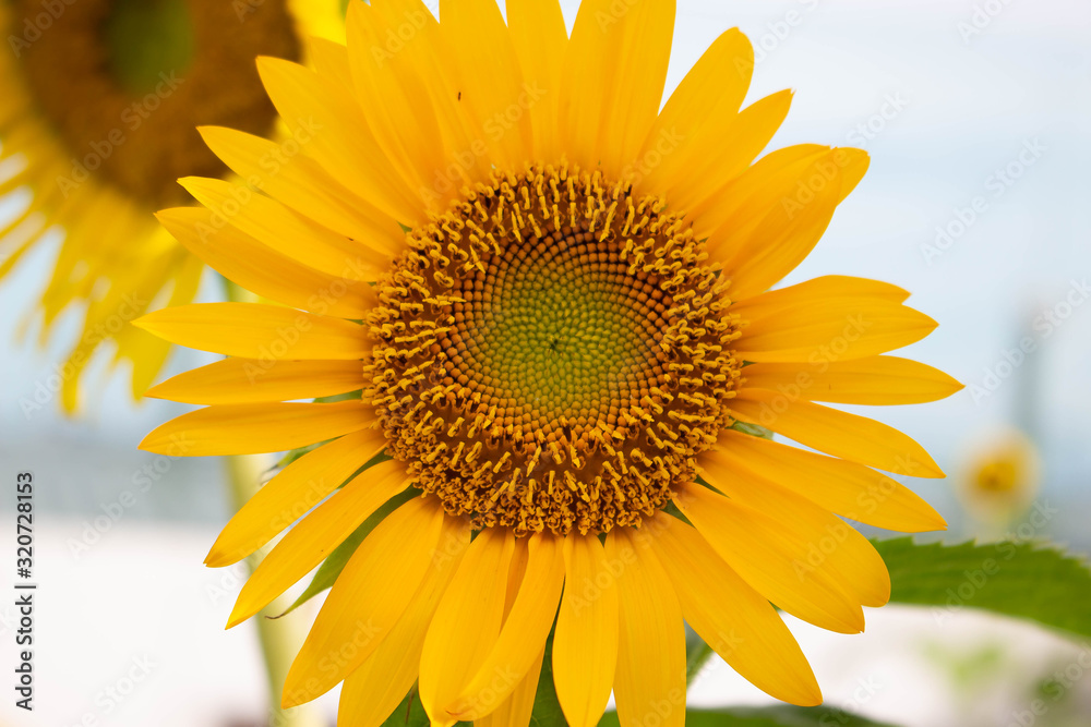 Fototapeta premium sunflower close up