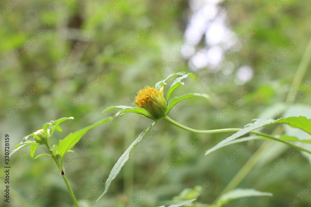 flower flower