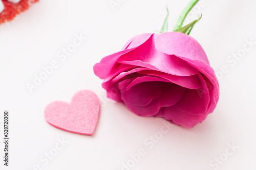 One rose flower head on a pink background