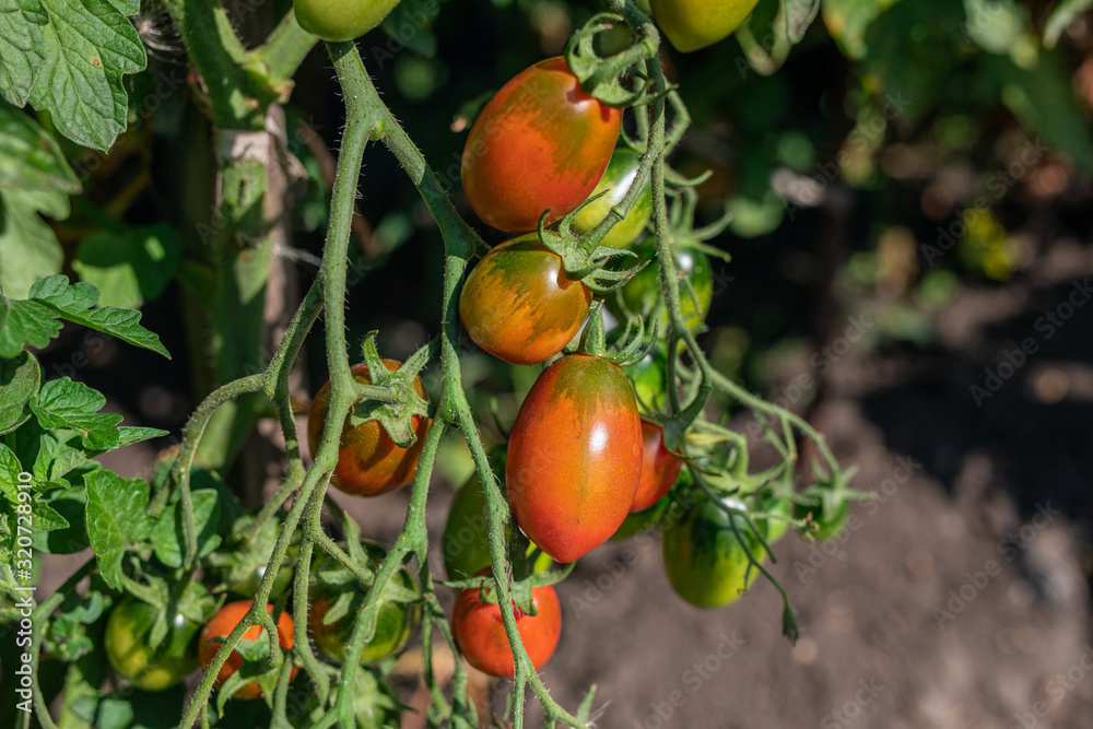 fresh cherry tomatoes on branches in garden in early summer on sunny day. Agriculture, farming, gardening concept