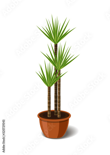 Yucca tropical plant in brown pot. Element of home or office decor. Vector illustration isolated on white background
