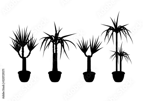 Collection silhouette yucca in pot. Element of home or office decor. Vector illustration isolated on white background