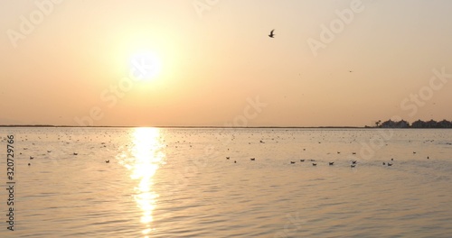 Tranquil scene with seagull flying at sunset.