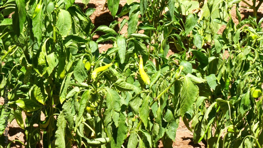 Closeup view of fresh young green seedlings of pepper vegetables.