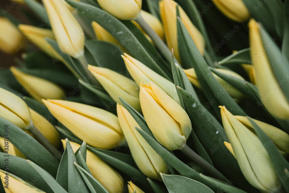 Obraz premium Beautiful fresh blooming yellow Tulip flowers, large in texture, grown in greenhouses