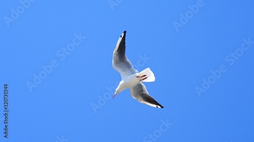 Seagull soaring in the clean blue sky.
