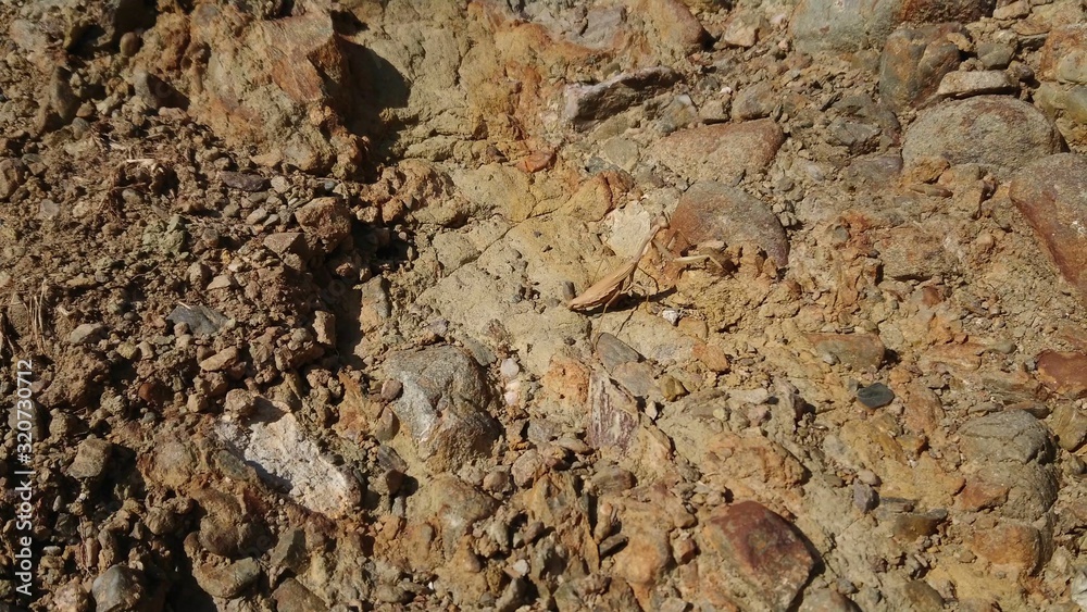 Closeup view of a brown mantis walking on brown soil.