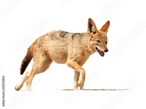 Konstfotografi Isolated on white background,  Black Backed Jackal, Canis Mesomelas walking on the sand dune