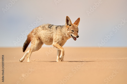 Canvas Print Isolated african Black Backed Jackal, Canis Mesomelas, hunting on  the sand dune