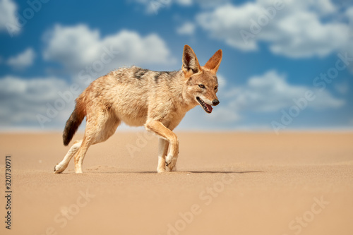 Close up photo of african Black Backed Jackal, Canis Mesomelas walking on the sand dune  against blue sky with white clouds. Low angle, african wildlife photography, Dorob national park, Namibia. © Martin Mecnarowski