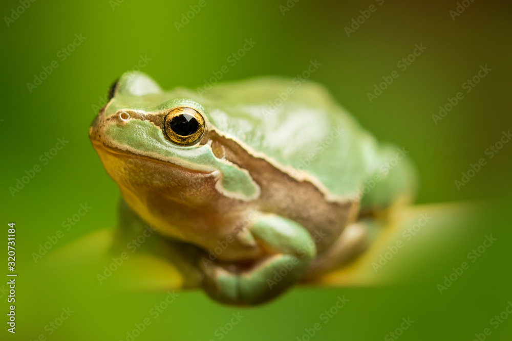 European green tree frog in the natural environment, wildlife, wild animal, hyla arborea, close up, detail European green tree frog in the natural environment, wildlife, wild animal, hyla arborea, close up, detail
