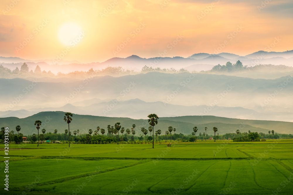 custom made wallpaper toronto digitalRice field with mountains natural background.