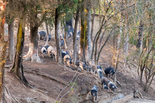 Italien,  frei laufende Schweine der Rasse Cinta Senese auf einem Bauernhof in der Nähe von Siena