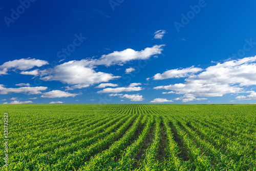 Corn agricultural field and blue sky with sun at sunny day, maize growing