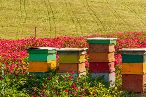 Mehrere Bienenvölker in einem Kleefeld in der Toskana