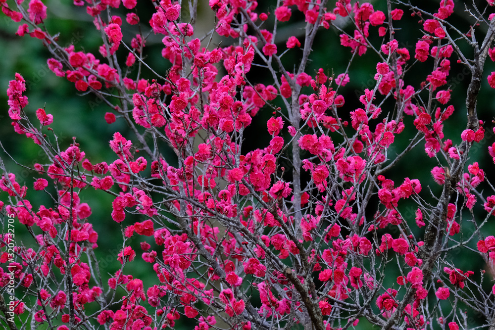 plum flower