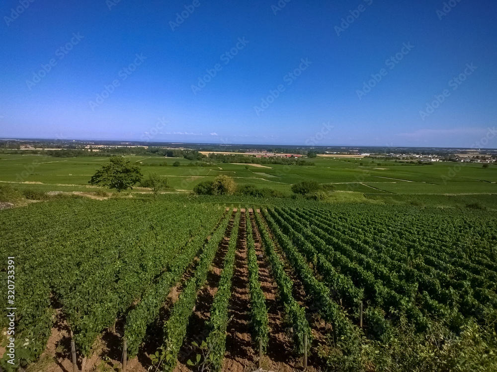 vineyard rows