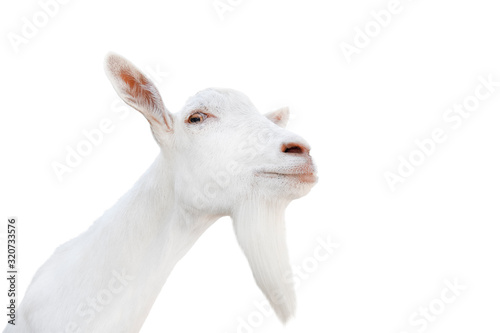 Farm animals. Funny goat with a long beard portrait isolated on white