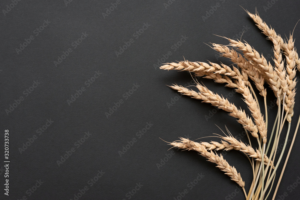 Heap of wheat stems on black background with copy space. - obrazy, fototapety, plakaty 