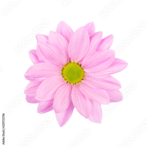 Light Pink daisy  chamomile or chrysanthemum with yellow flower core macro photo isolated .