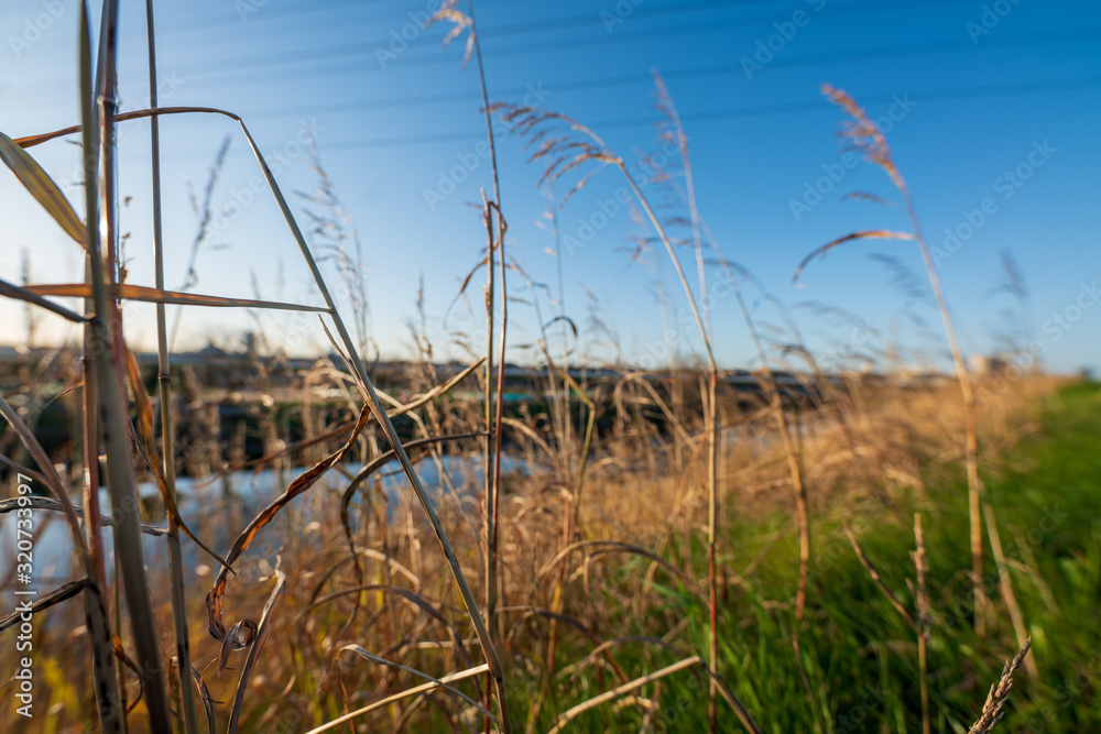 Obraz premium 青い空