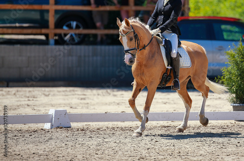 Dressage horse with rider on a tournament alternates trot through the whole course..