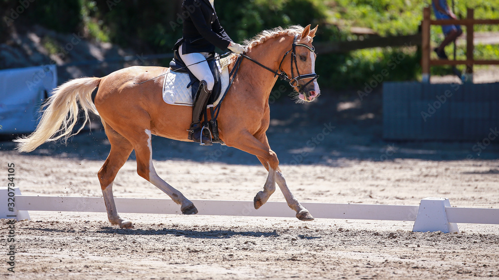 Obraz premium Dressage horse with rider at the highest point in the strong gallop photographed from the side..