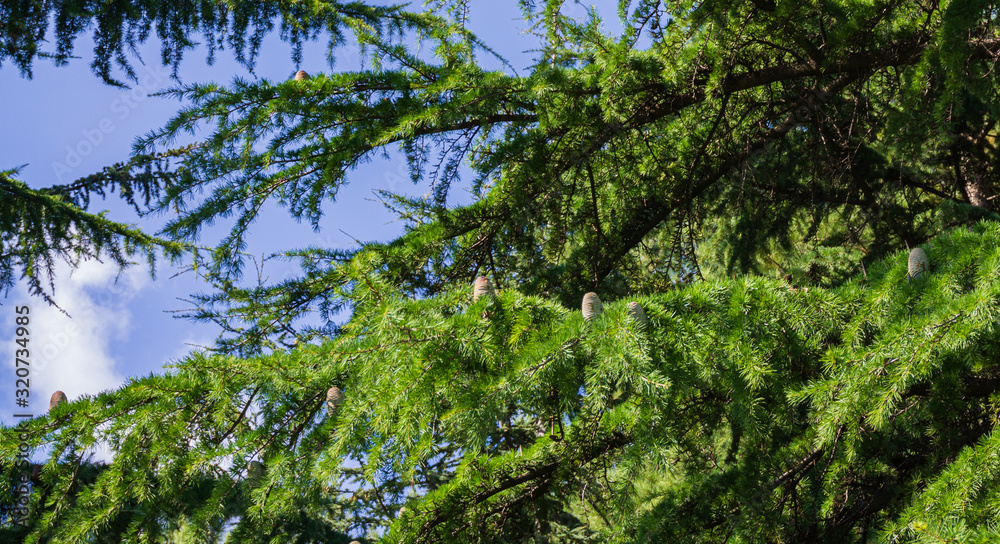 Beautiful young cones on branches of Himalayan cedar (Cedrus Deodara, Deodar Cedar) in Paradise landscape park in Aivazovsky sanatorium in Partenit in Crimea. Huge trees along paths on Black Sea coast