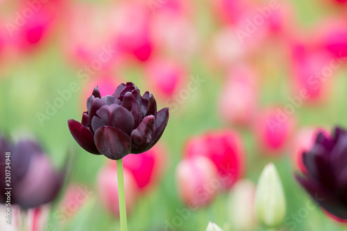 Black Parrot Tulips in a background of pink tulips