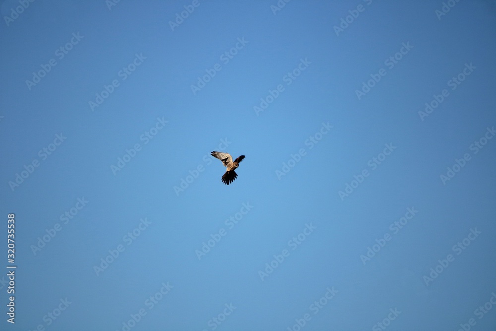 kite in the sky kite in the sky