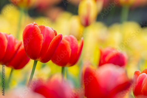 Stunning Darwin Hybrid Red Tulip in a flowerbed with Yellow blurry Tulips in a background
